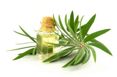 tea tree oil uses